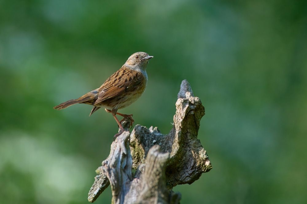 Birds in Czech republic