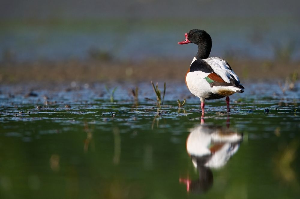 Birds in Czech republic