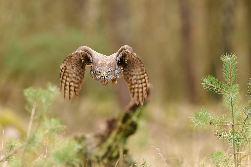 Birds in Czech republic