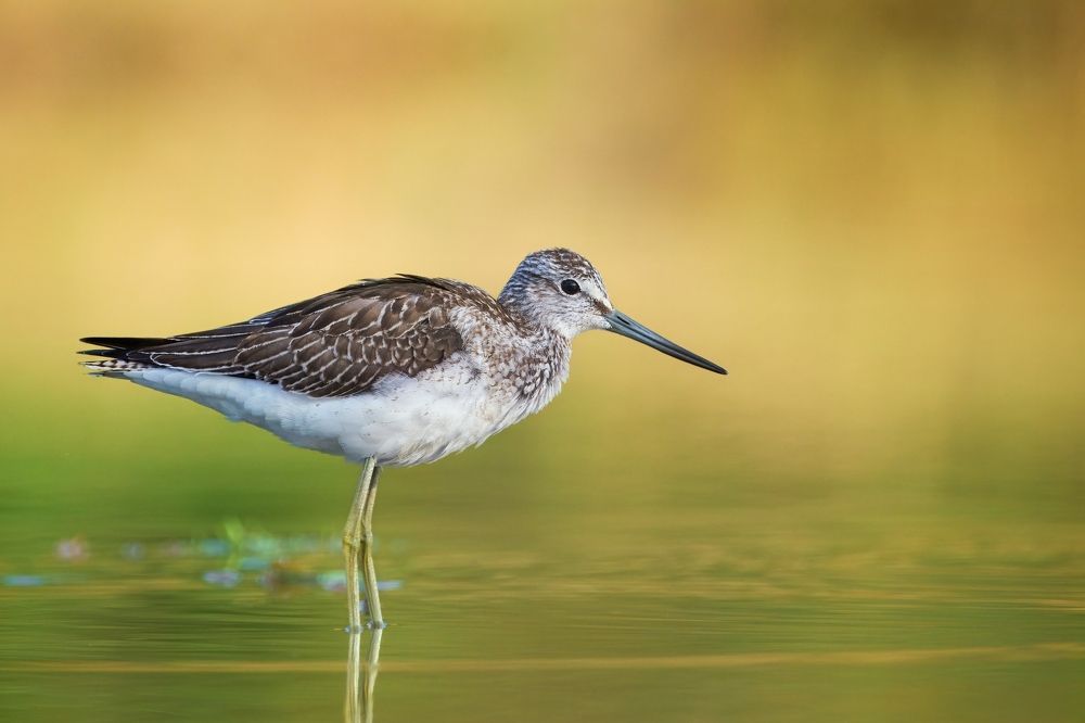 Birds in Czech republic