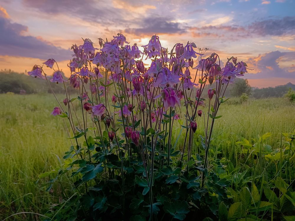 Photo 2646016
