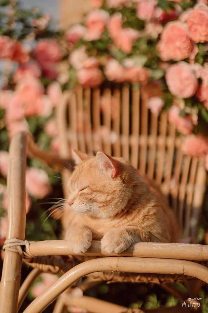 Таня, розы и кошка