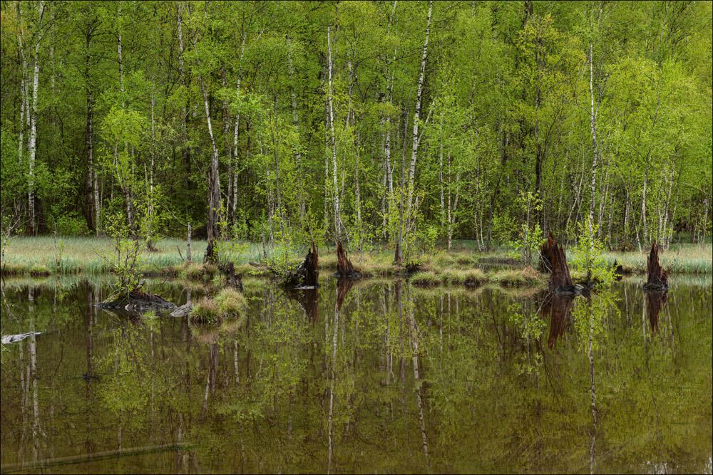 Молодо - зелено