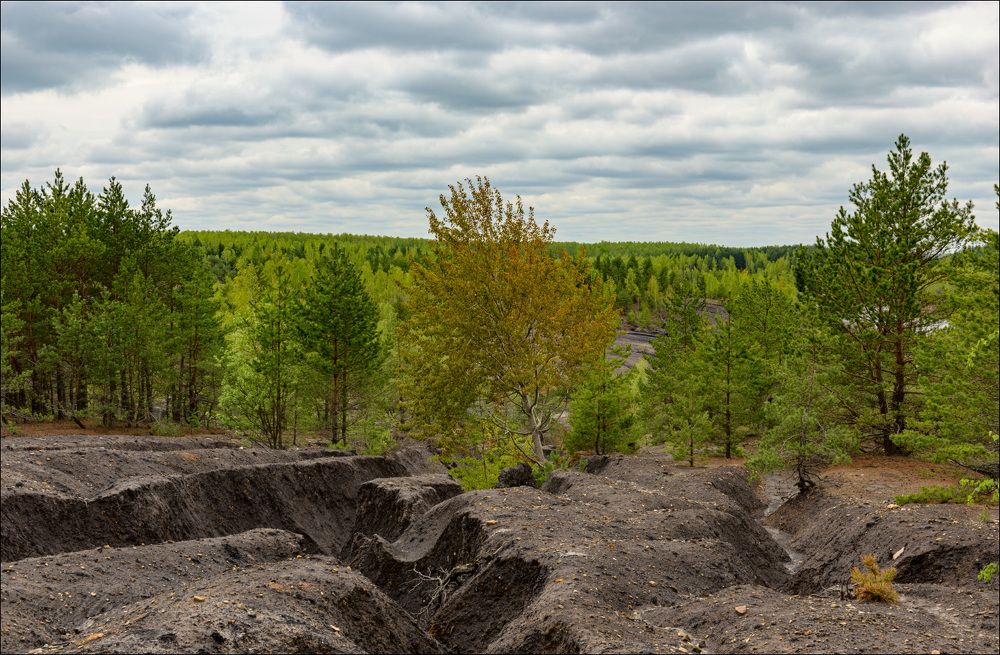 Осинка весной