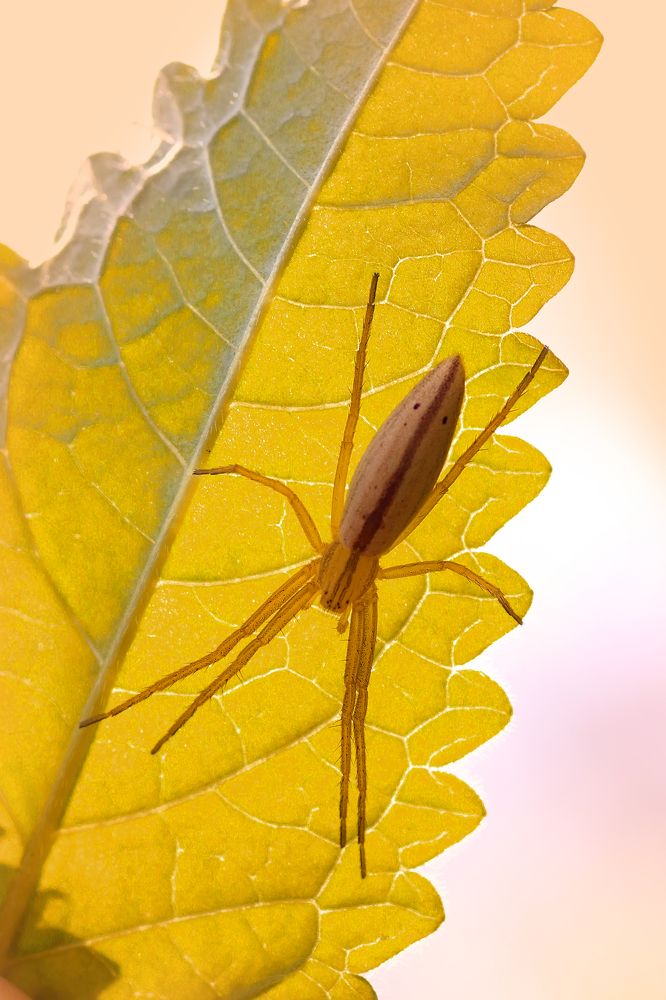 Photo 2647196