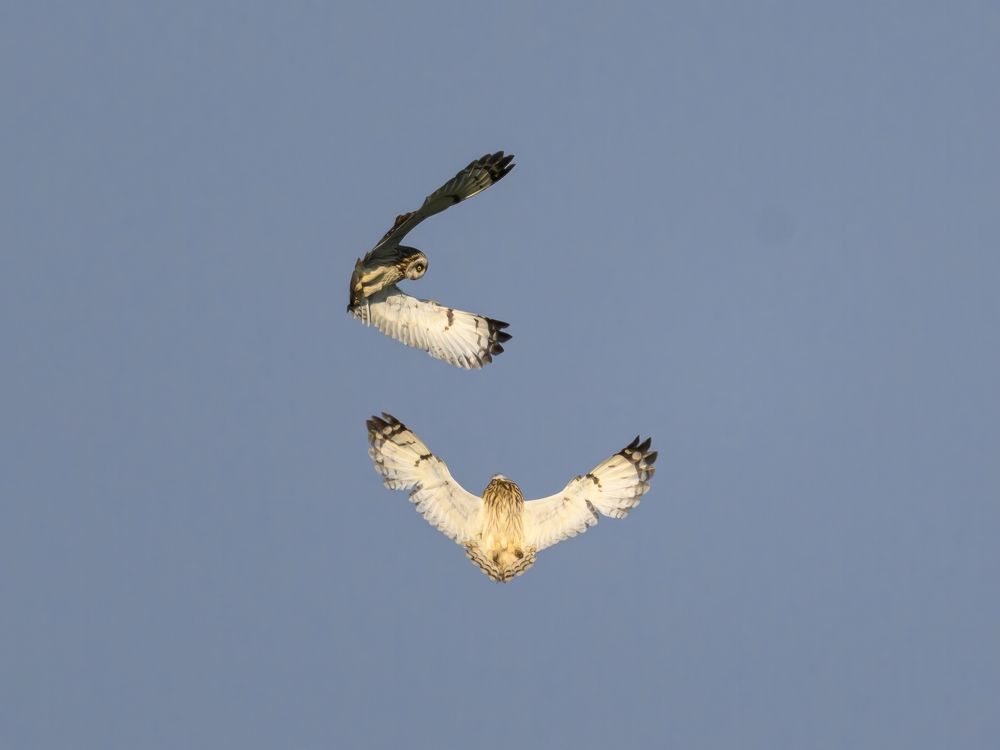 Photo 2647983