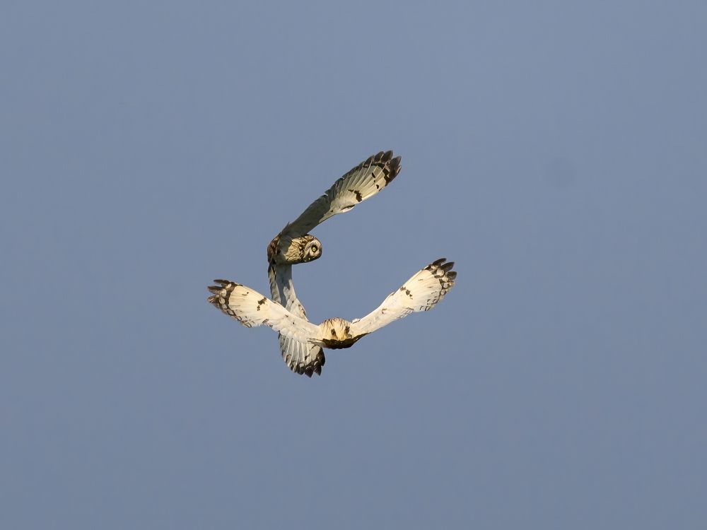 Photo 2647986