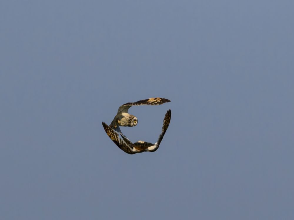 Photo 2647987
