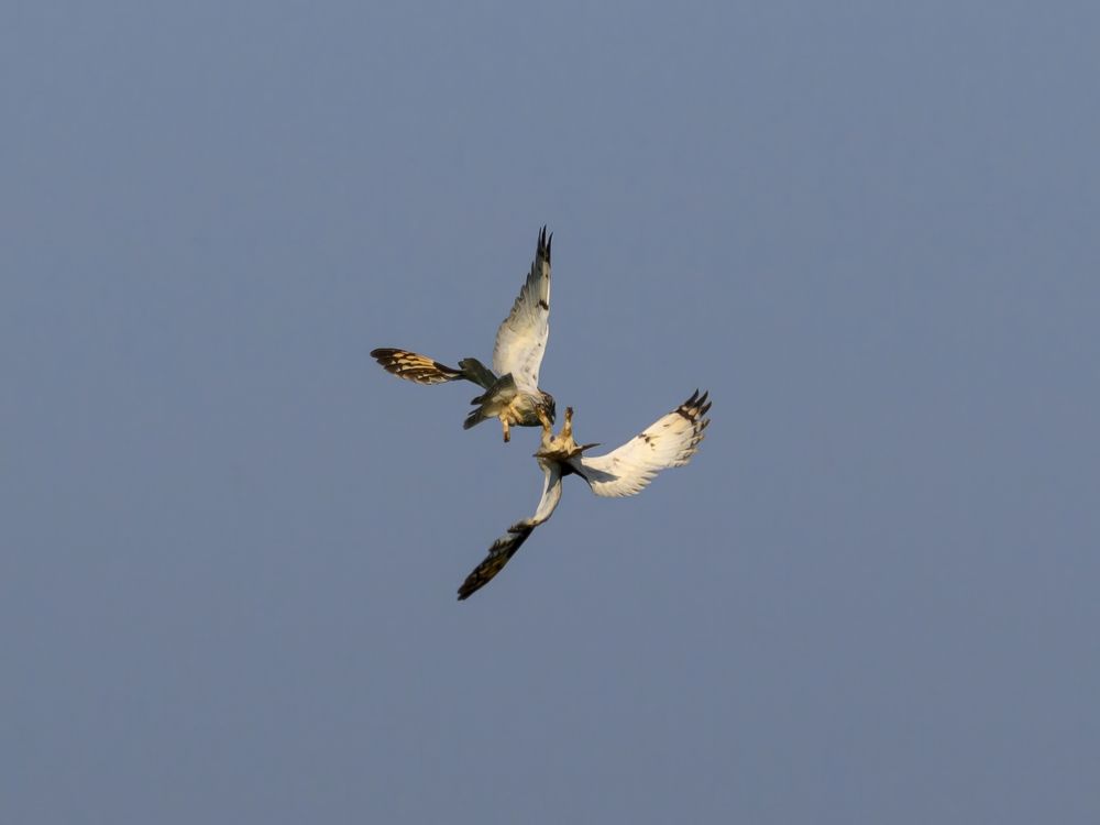 Photo 2647988