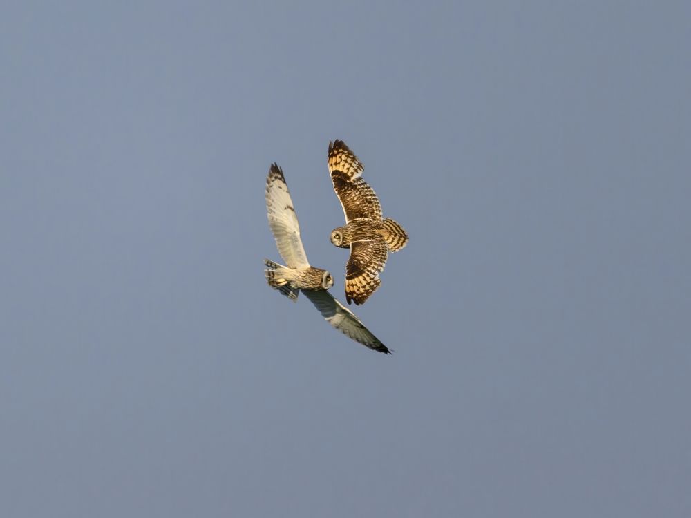 Photo 2647989