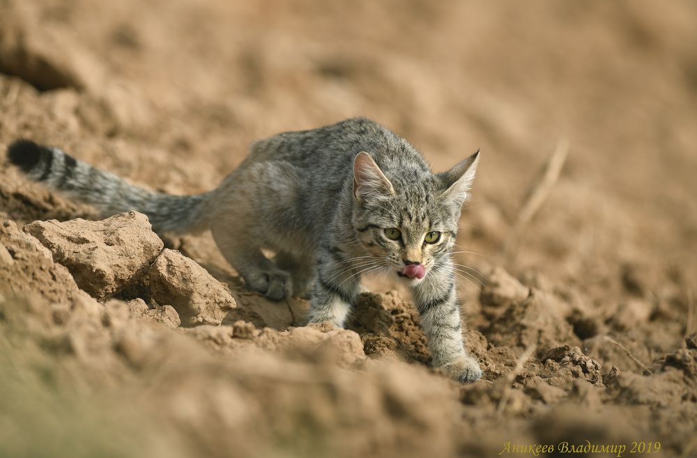Степной котик