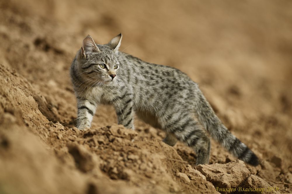 Степной котик