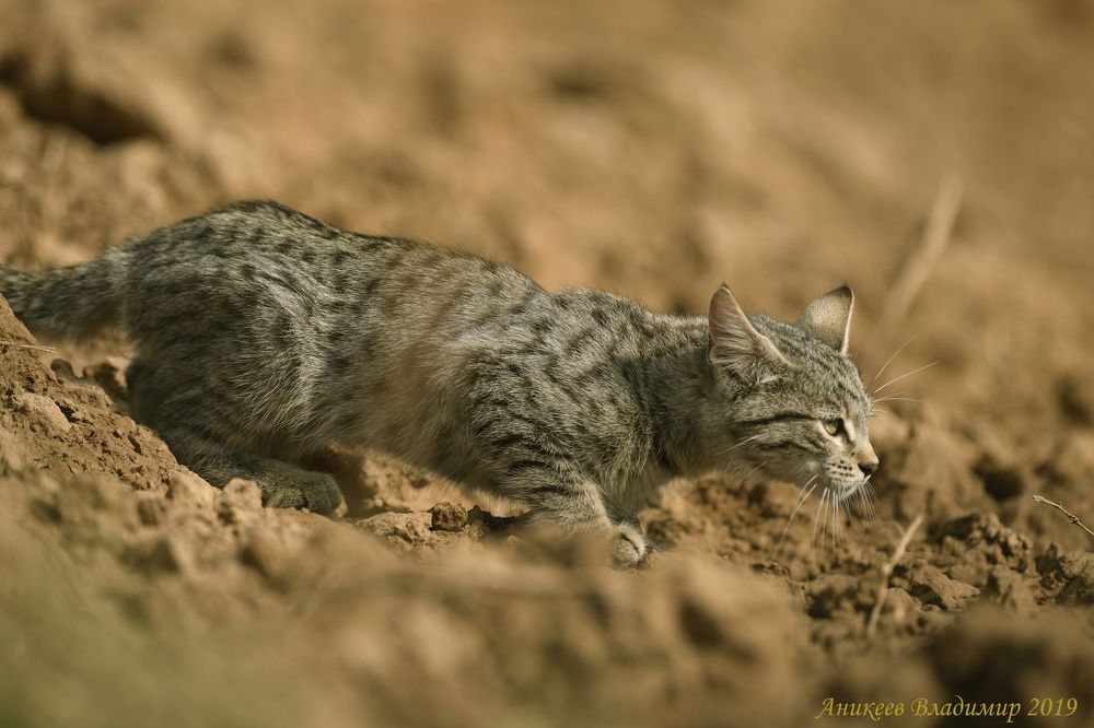 Степной котик