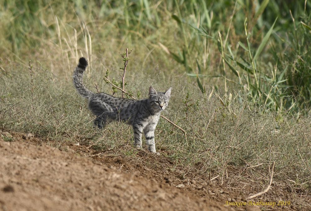 Степной котик