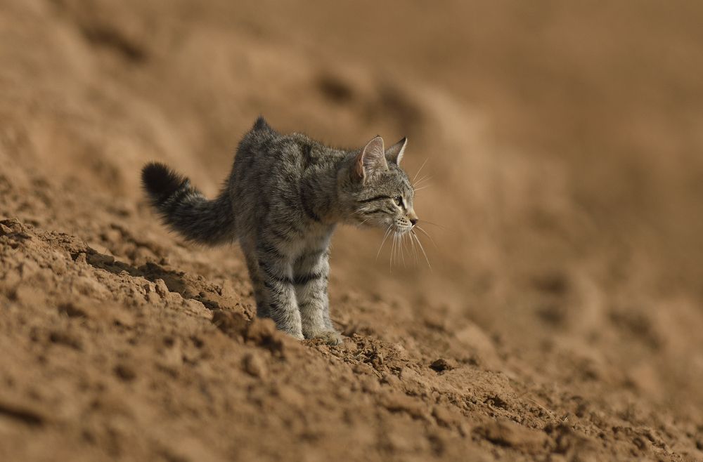 Степной котик