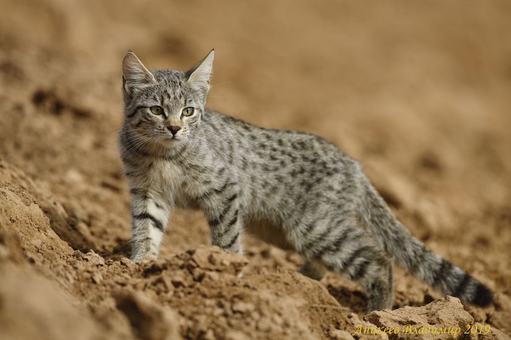 Степной котик