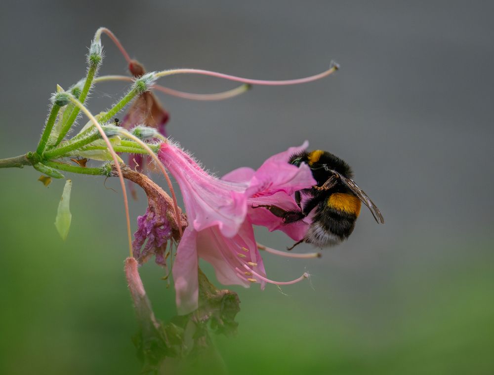 Photo 2648449