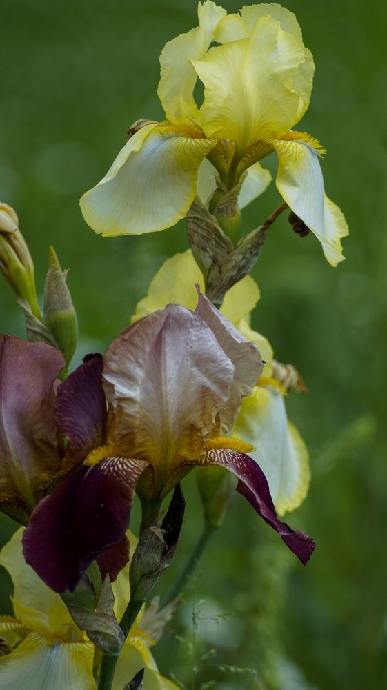 Photo 2649101