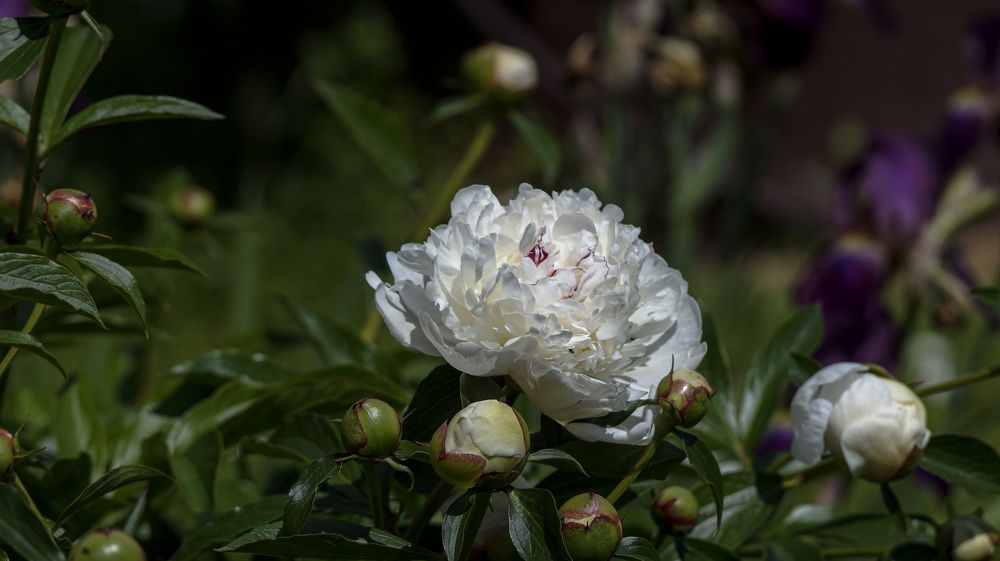 Photo 2649102