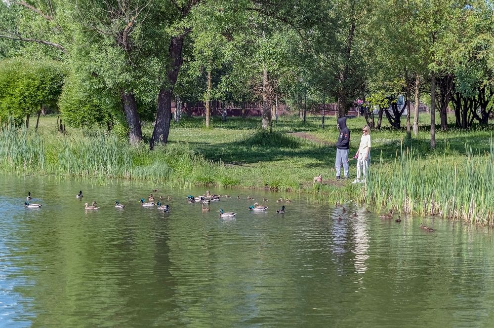 На городском пруду