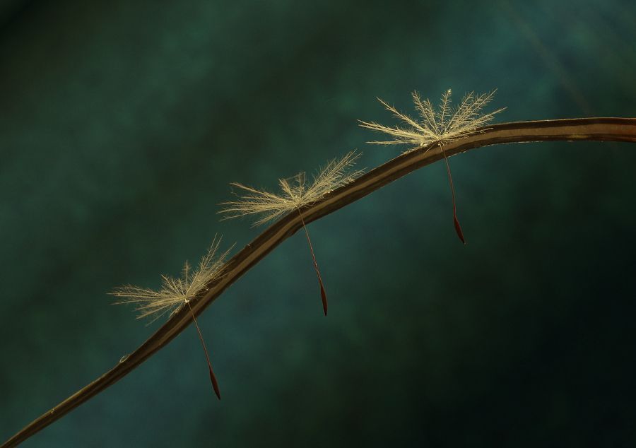 Photo 265081