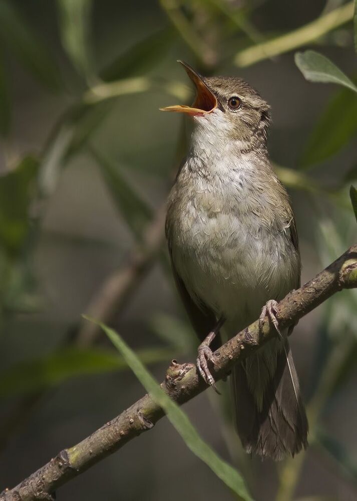 Садовая камышевка (Acrocephalus dumetorum)
