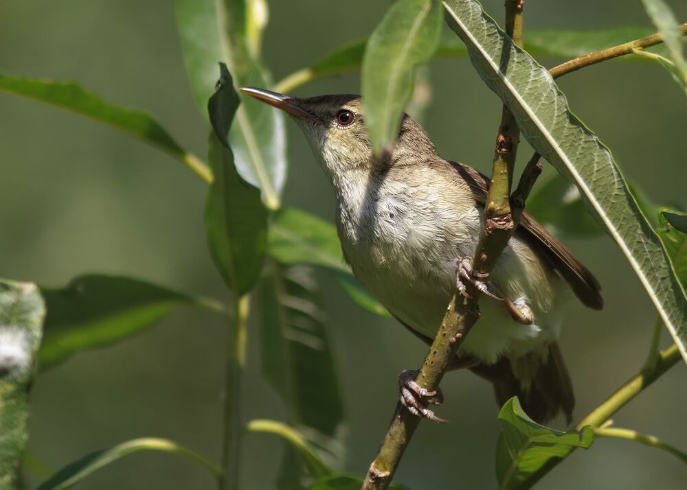 Садовая камышевка (Acrocephalus dumetorum)
