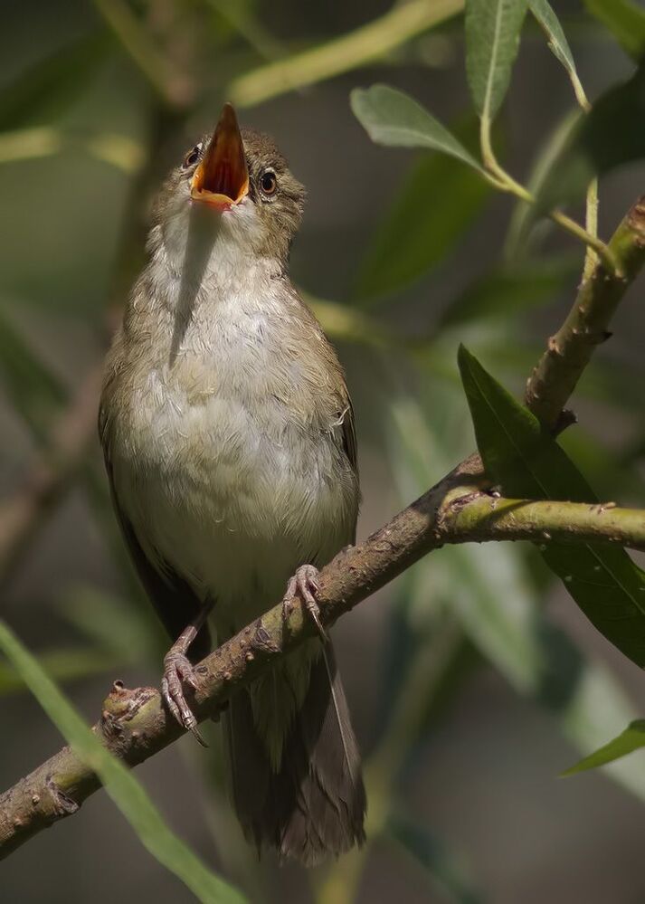 Садовая камышевка (Acrocephalus dumetorum)