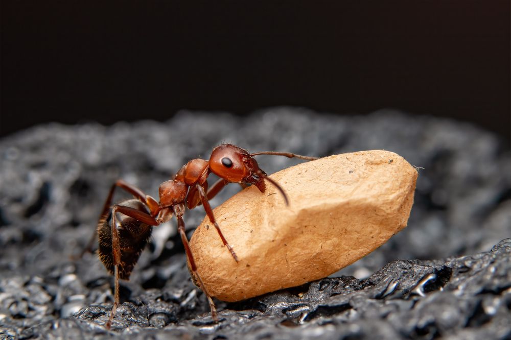 Worker ant