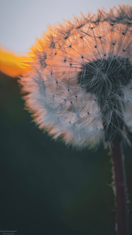 Photo 2651050