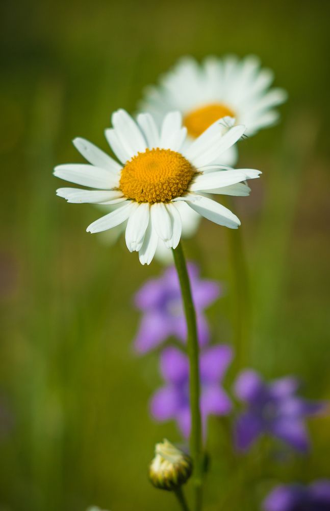 Photo 2651067