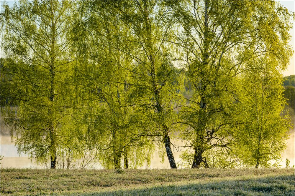 Молодая зелень берёз слегка подмороженным утром