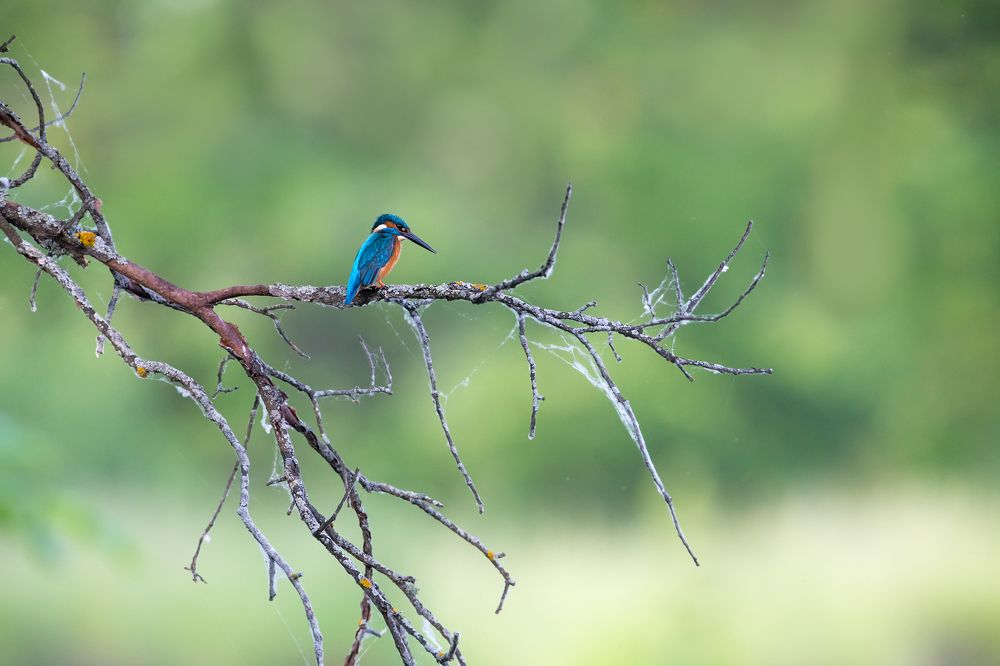 kingfisher