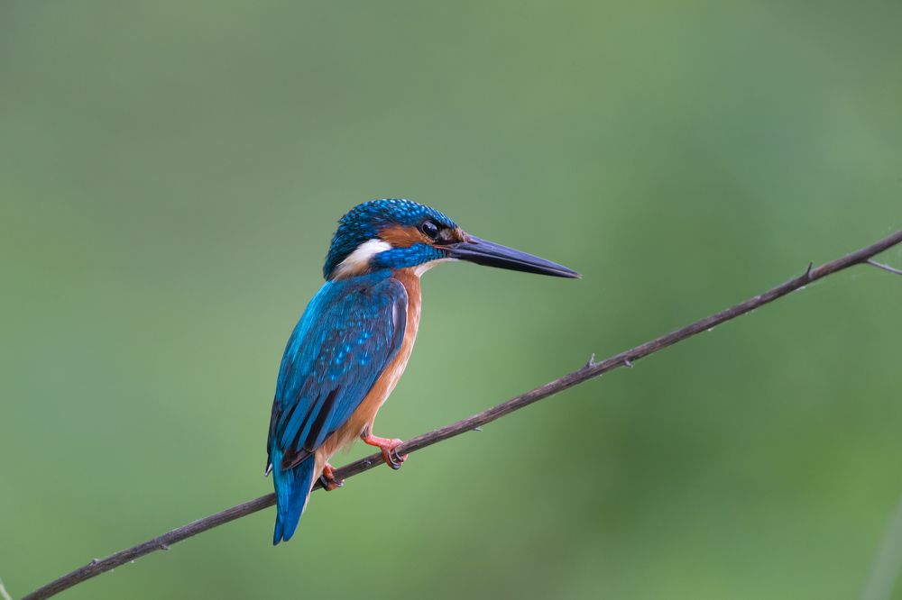 kingfisher