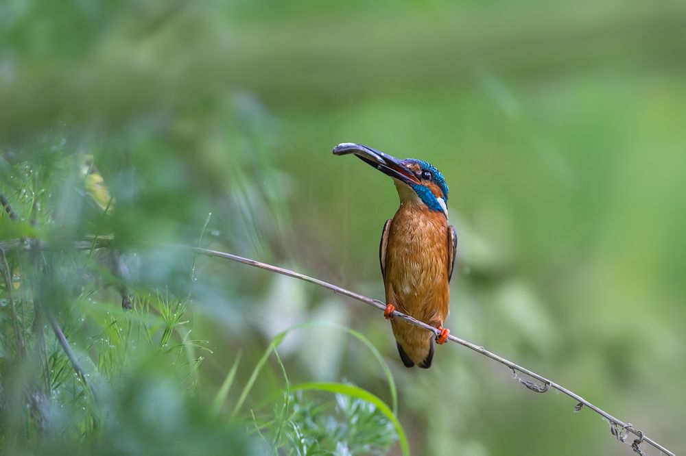 kingfisher