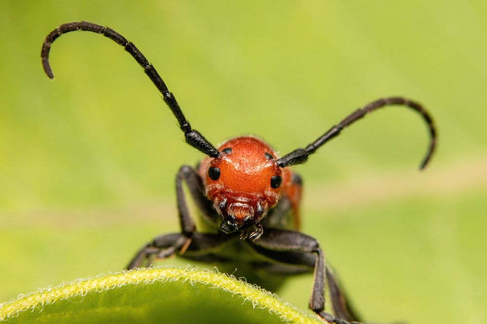 Red milkweed beetle