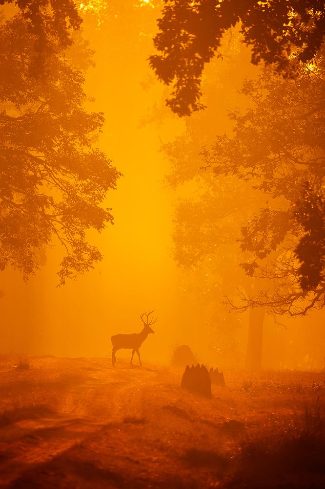 Untamed India