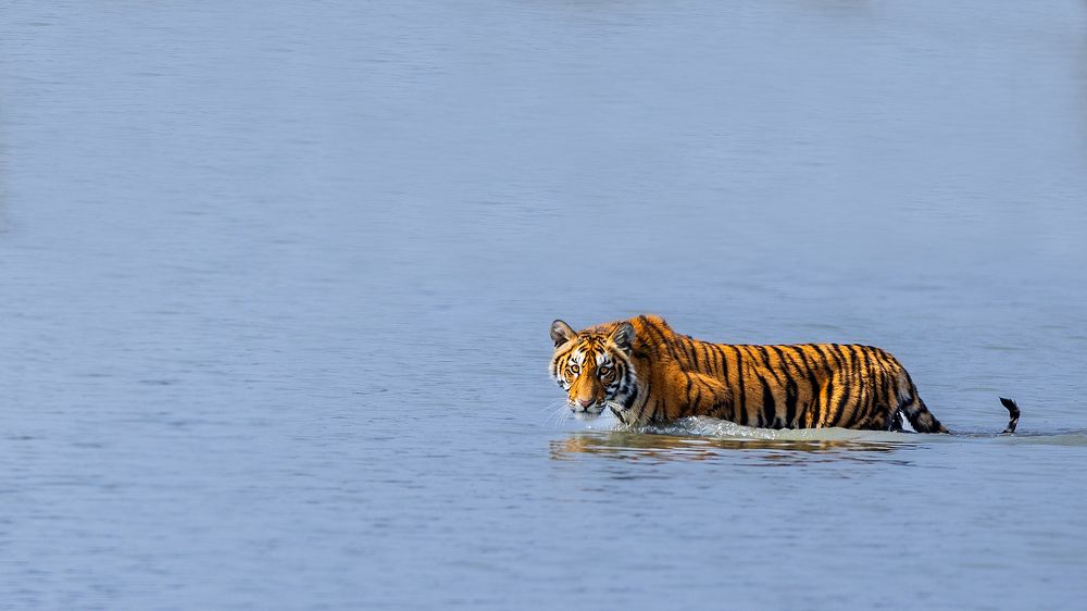 Untamed India