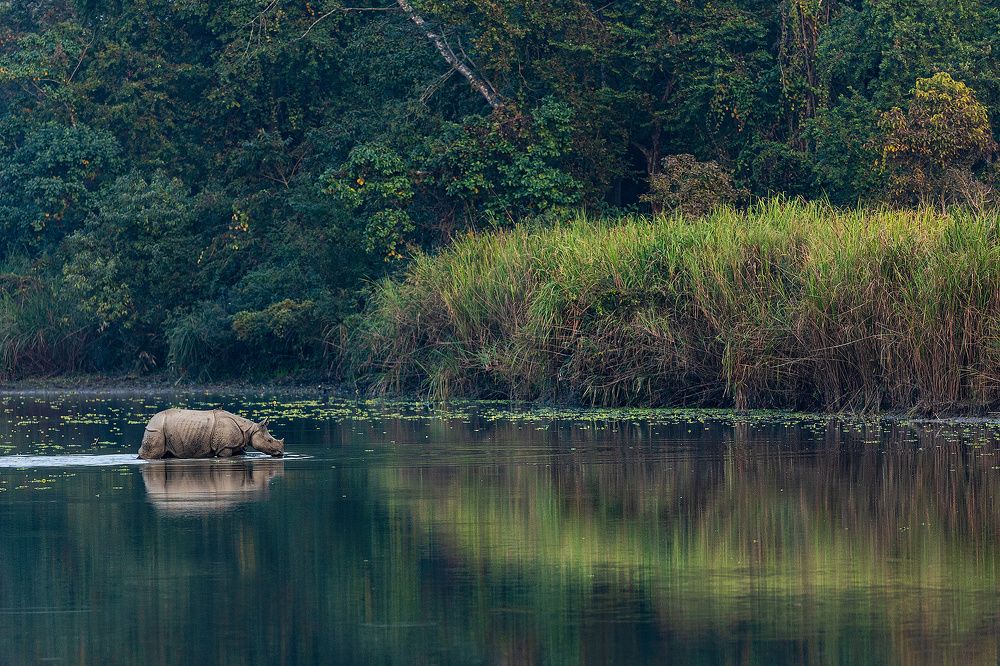 Untamed India