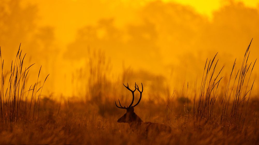Untamed India