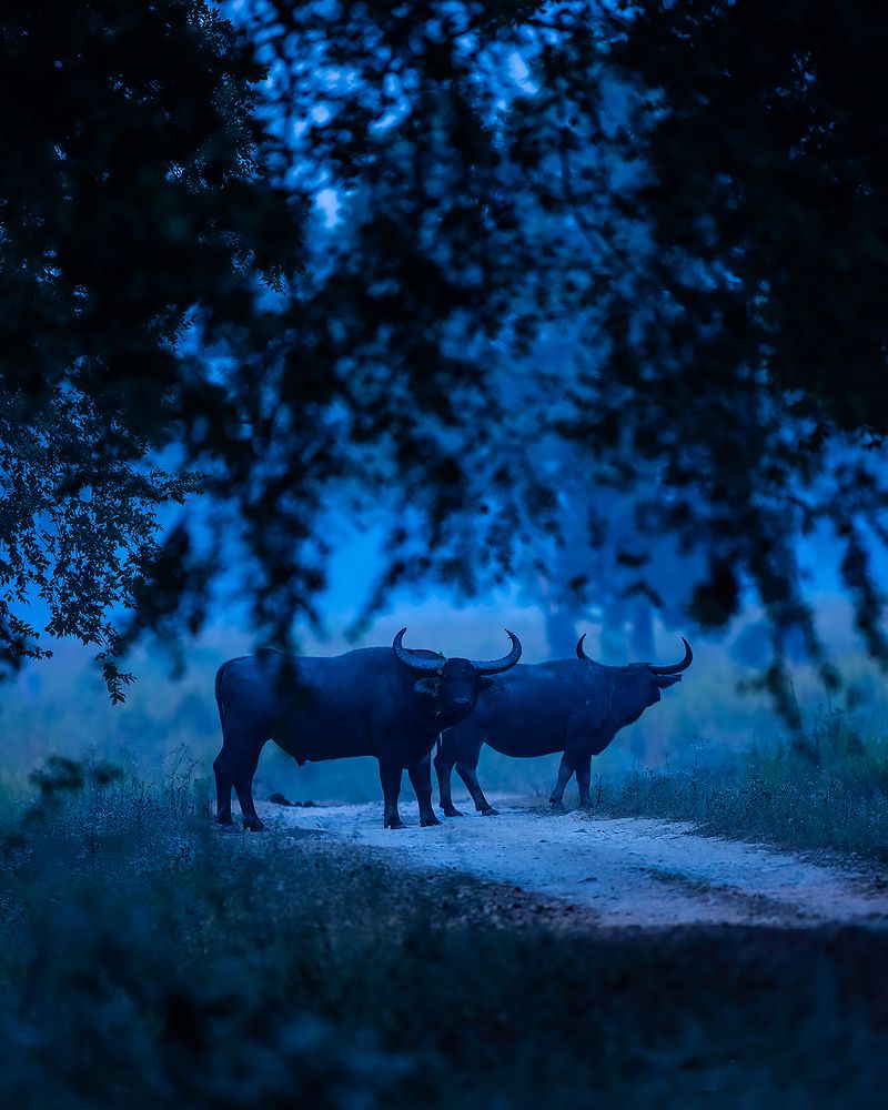 Untamed India