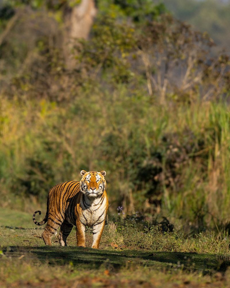 Untamed India
