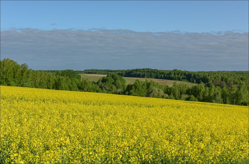 Утро на рапсовом поле