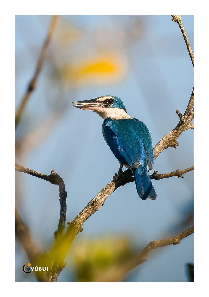Collared Kingfisher in the mangrove forest