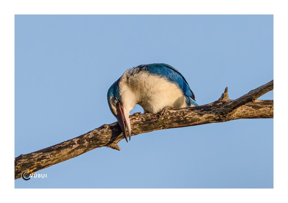 Collared Kingfisher in the mangrove forest