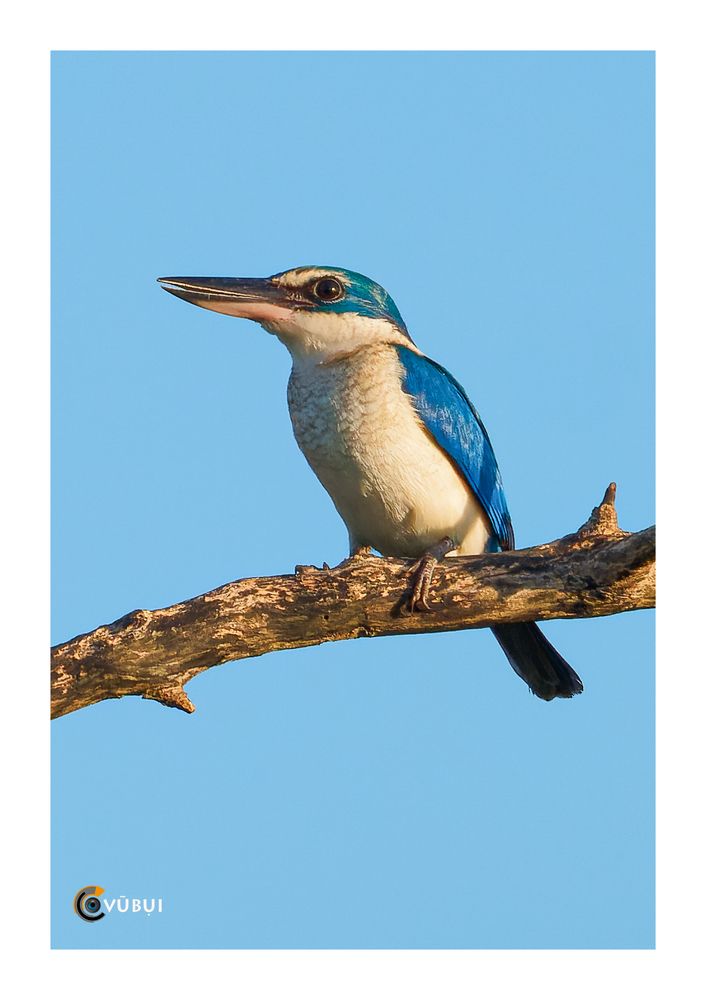 Collared Kingfisher in the mangrove forest