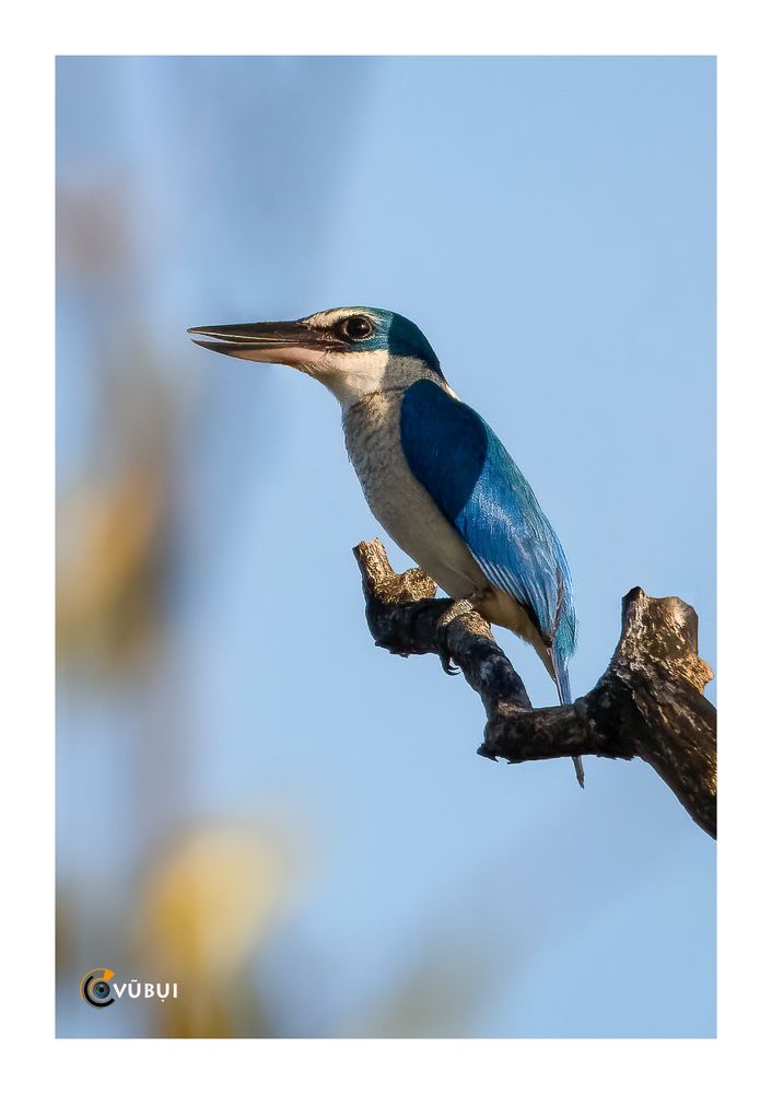 Collared Kingfisher in the mangrove forest