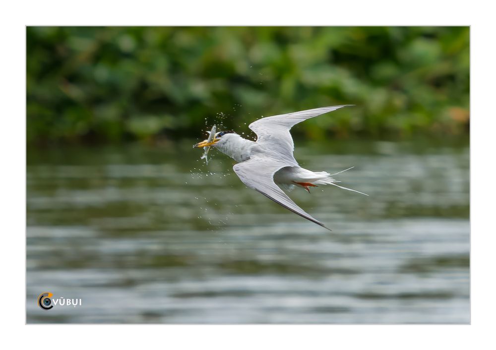 Gygis alba hunts