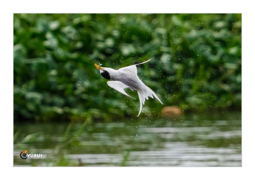 Gygis alba hunts