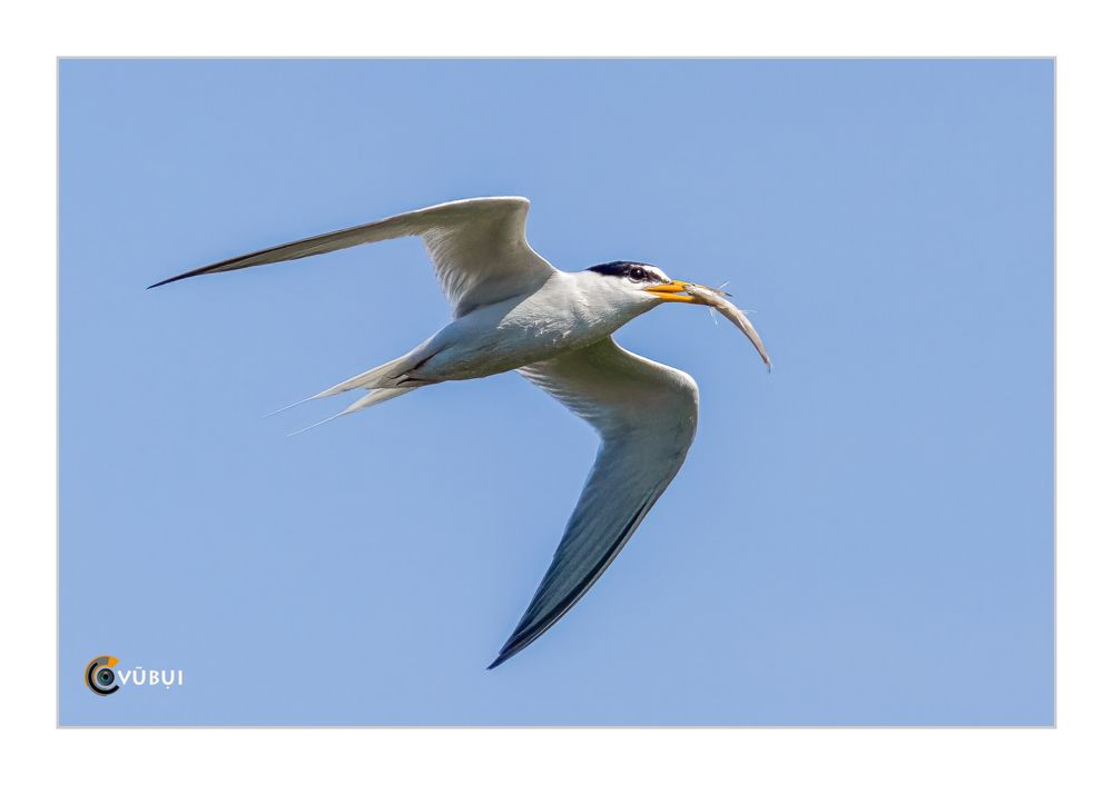 Gygis alba hunts